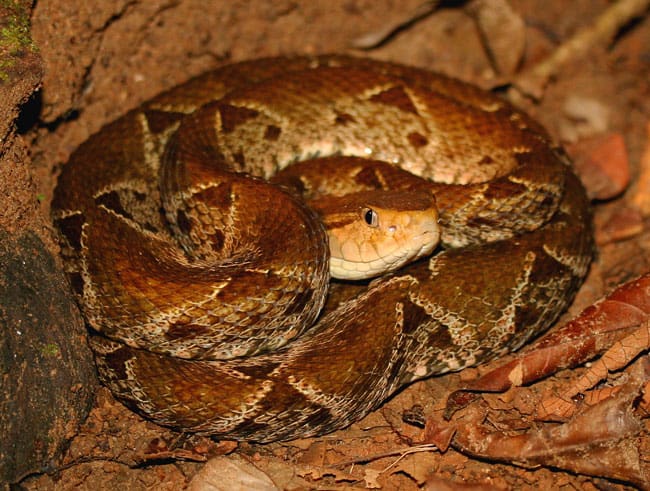 Fer-de-lance (Bothrops asper).