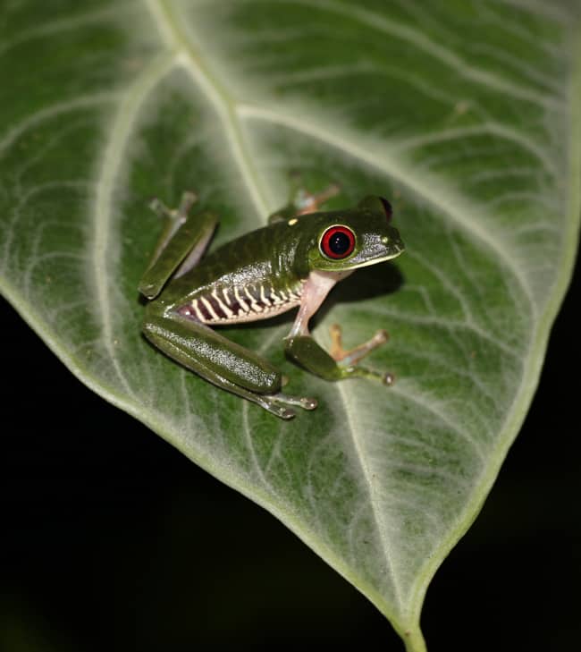 Gaudy leaf frog (Agalychnis callidryas).