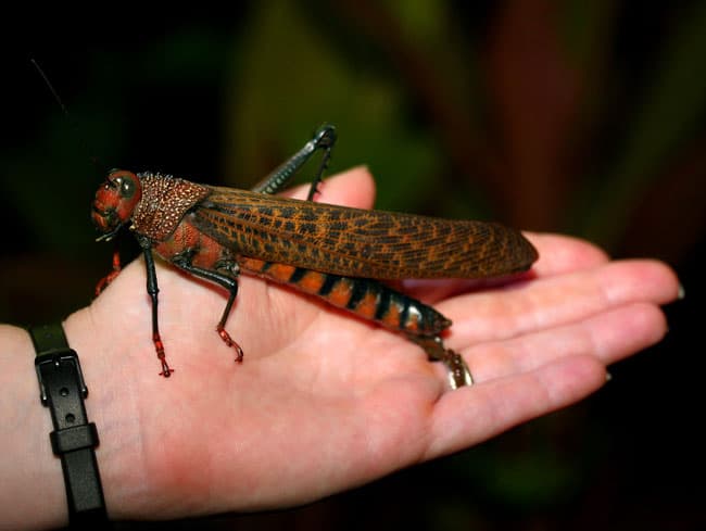 Giant red-winged grasshopper (Tropidacris cristata).