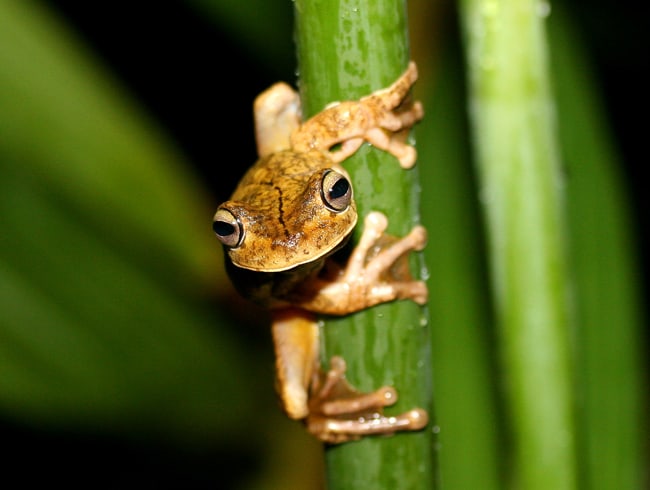 Gladiator tree frog (Hypsiboas rosenbergi).