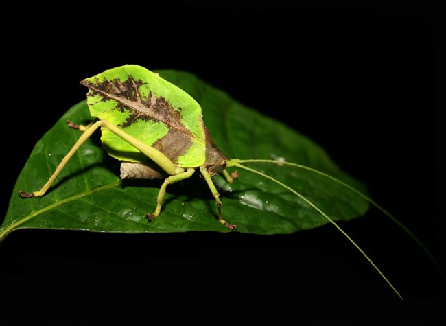 Leaf katydid (Mimetica sp.).