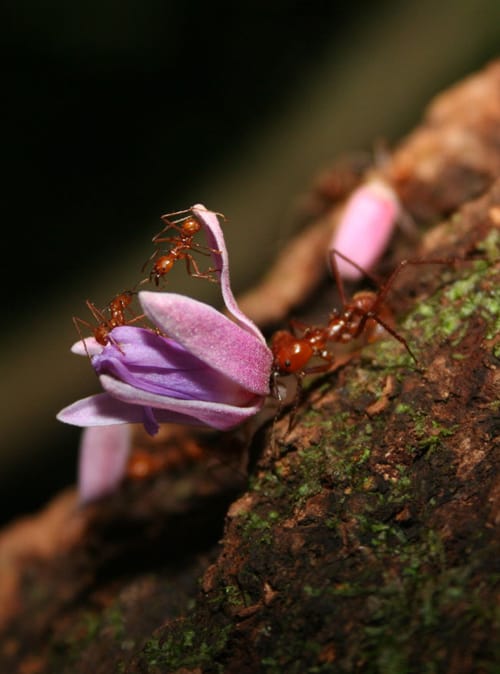 Leafcutter ants.
