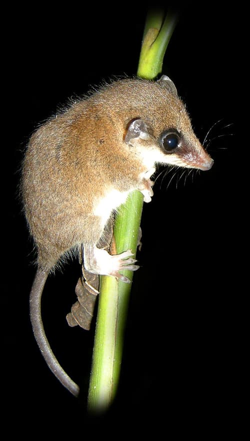 Mexican mouse opossum (Marmosa mexicana).