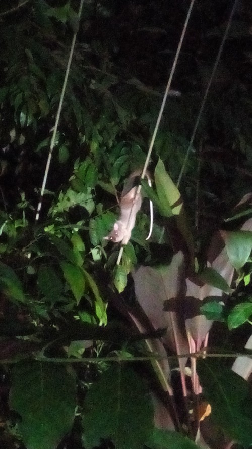 Central American woolly opossum (Caluromys derbianus ).
