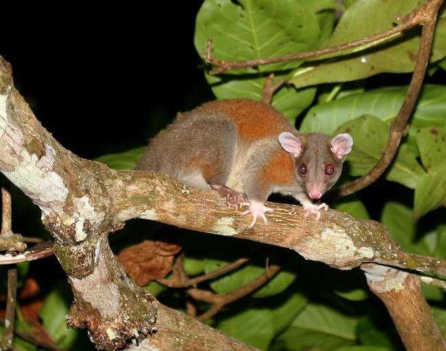 Central American woolly opossum (Caluromys derbianus).