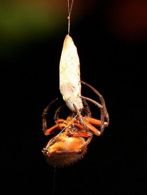 Eriophora orb spider.