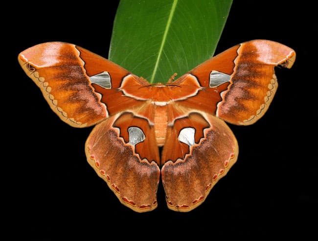 Rothschildia silkmoth.