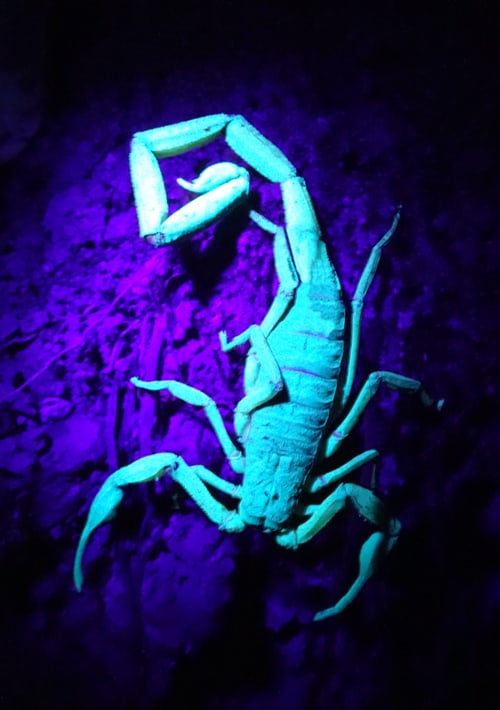 A fluorescent scorpion in the light of a UV flashlight.