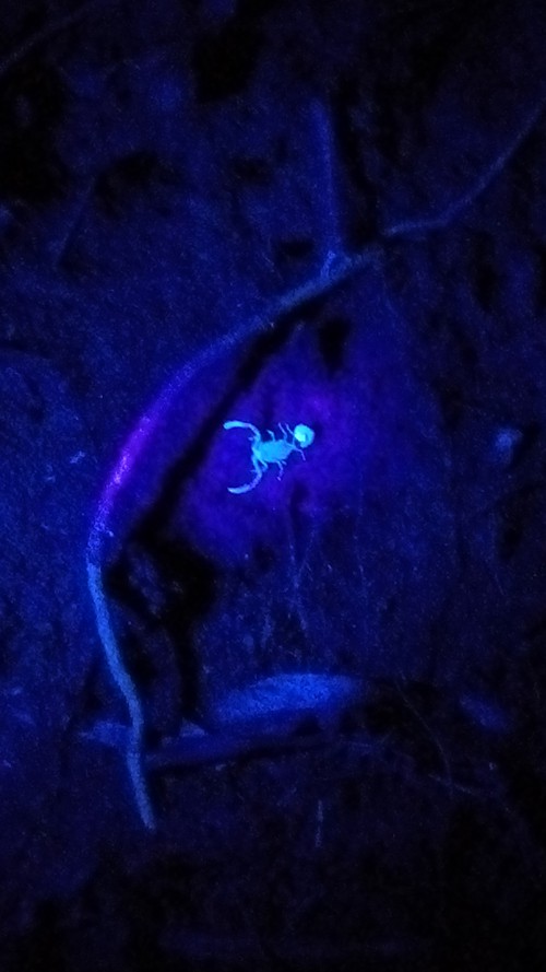 A blue scorpion in UV light.