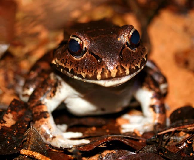 Smoky jungle frog (Leptodactylus savagei).