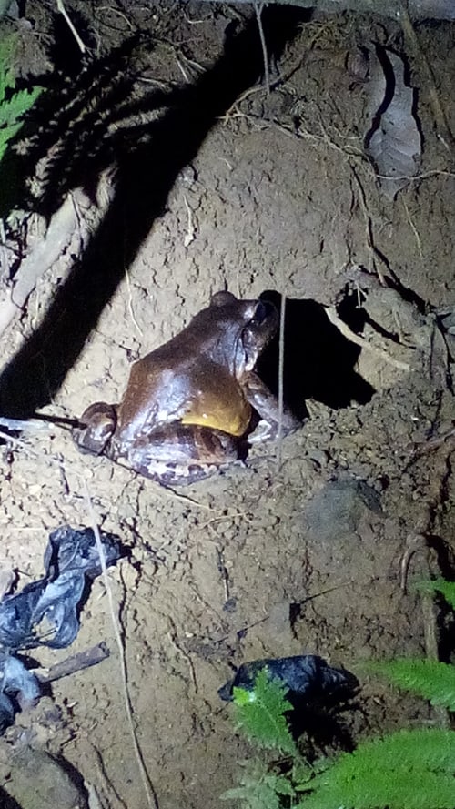 Smoky jungle frog (Leptodactylus savagei).
