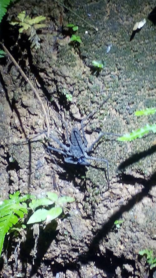 Tailless whip scorpion (Paraphrynus laevifrons).