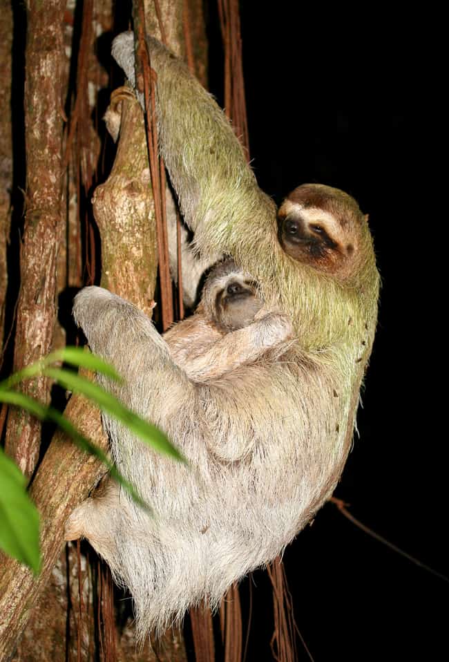 Brown-throated three-toed sloth (Bradypus variegatus).