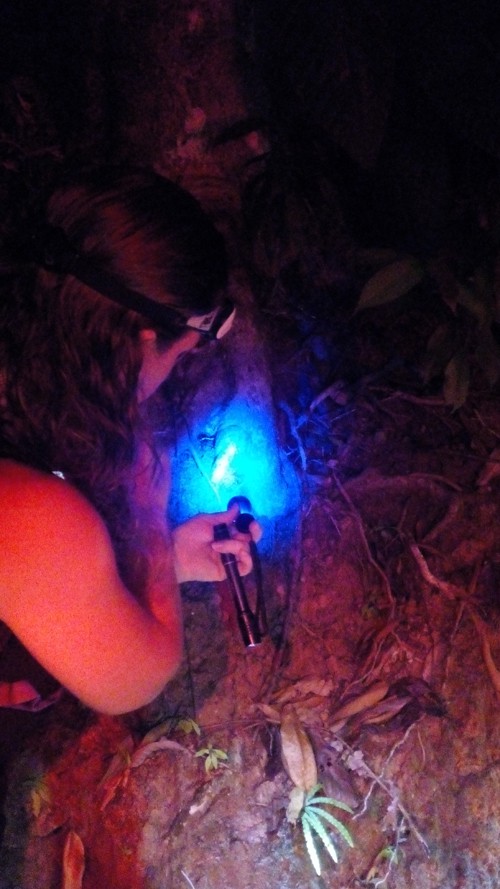 Tracie Stice peers into a trapdoor spider's hole.