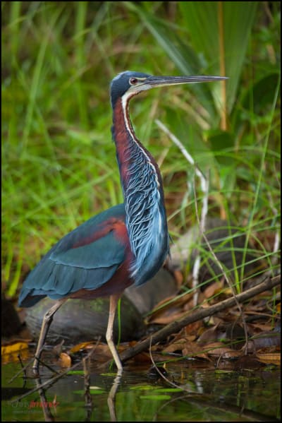 Agami heron in Costa Rica