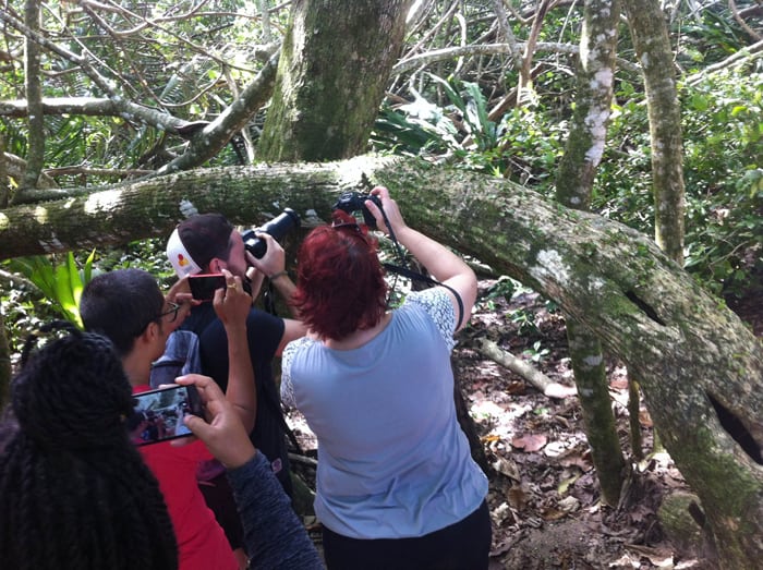 Taking pictures of leafcutter ants.