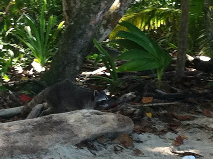 Raccoon on the prowl!