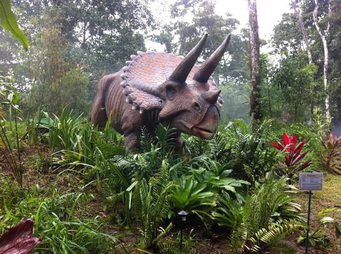 Triceratops.