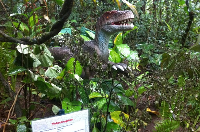 Velociraptor.