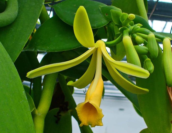 vanilla orchid