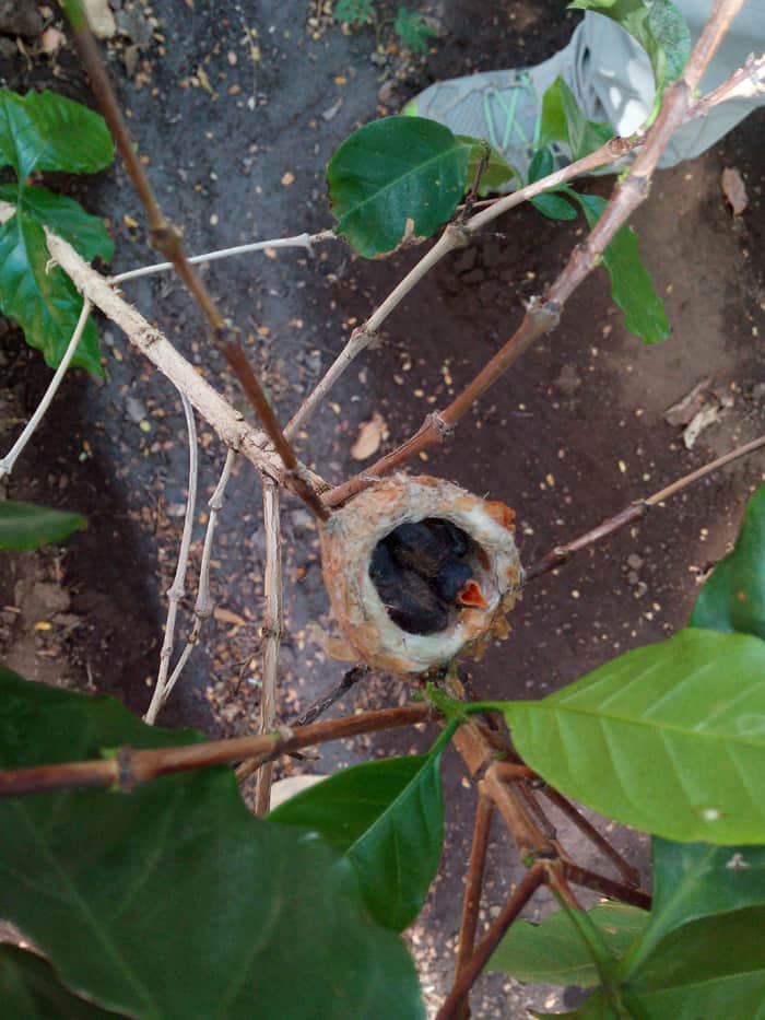 One of two baby hummingbirds in a nest in a coffee plant at the Diamante botanical gardens opens its mouth to be fed, but Mom is not around.
