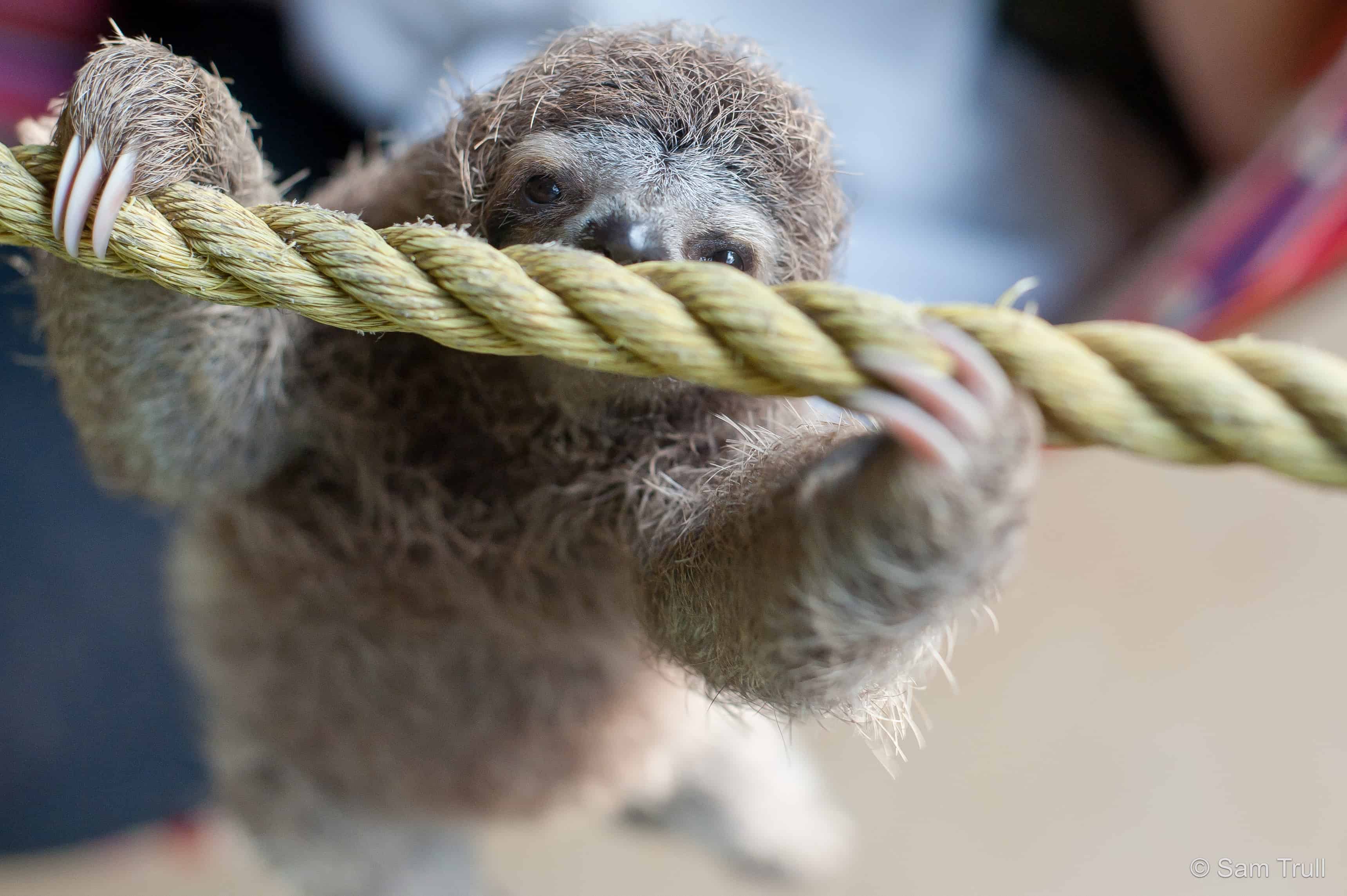 PHOTOS Paralyzed baby sloth thrives in Manuel Antonio rescue center