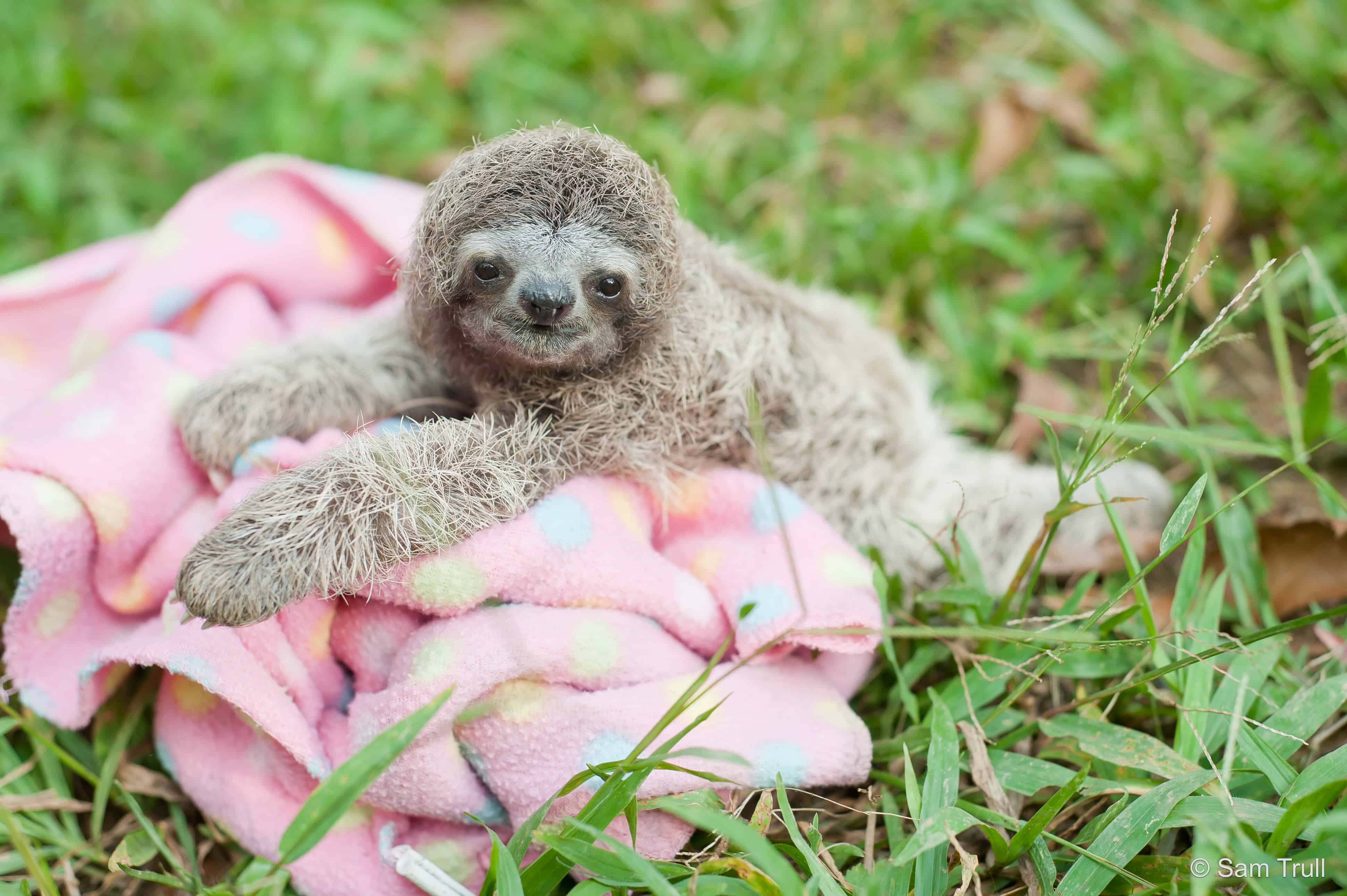 fluffy sloth real