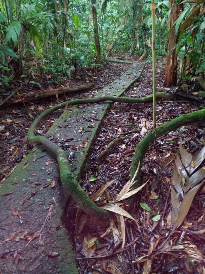A vine on a trail at La Selva.