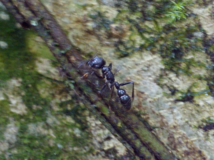 A bullet ant, said to have the most painful sting there is.