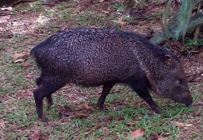 A peccary makes itself at home among the labs and living quarters of La Selva.