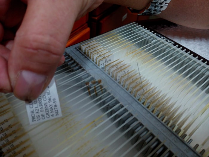 Midge skin mounted on a slide.