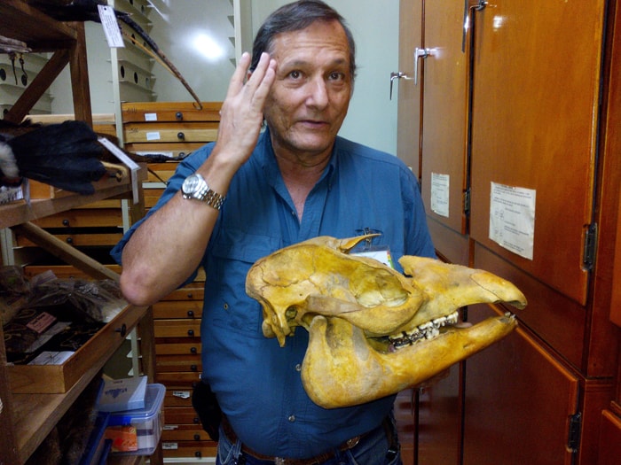 Carlos de la Rosa with a tapir skull.