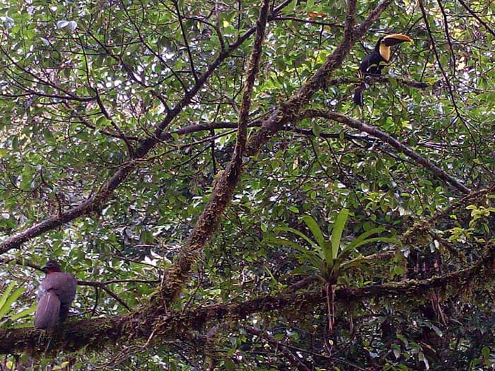 A crested guan, left, shares a tree with a black-mandibled toucan.