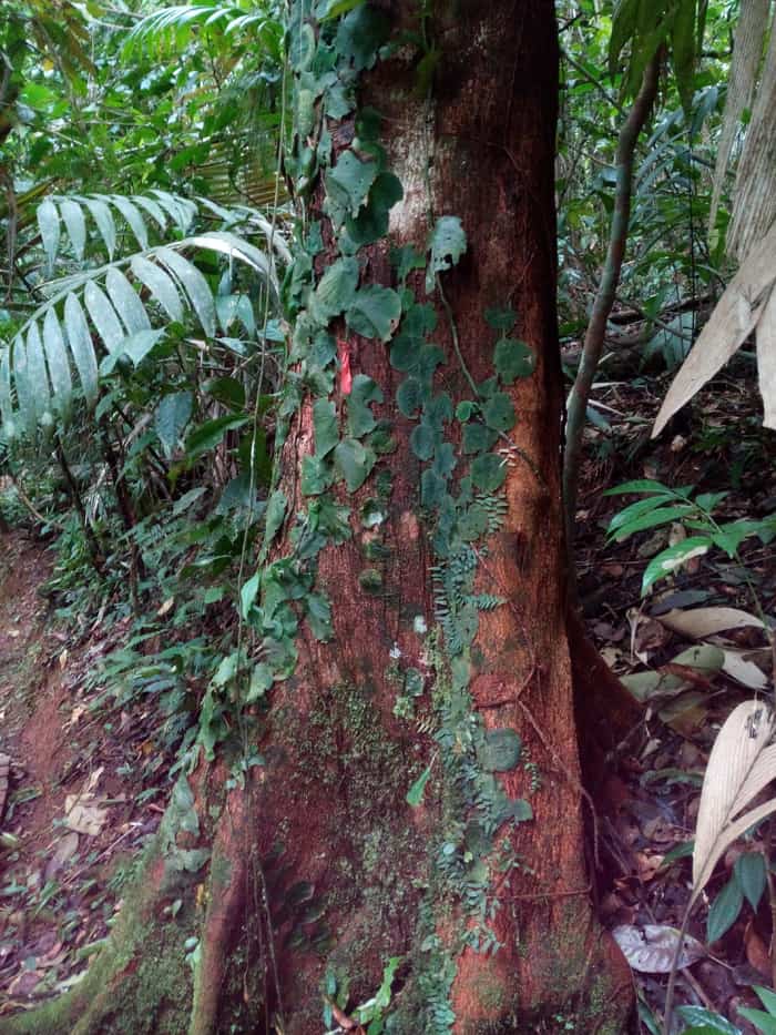 Brown tree with green tattoos.