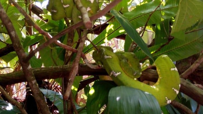 South American tree boa.