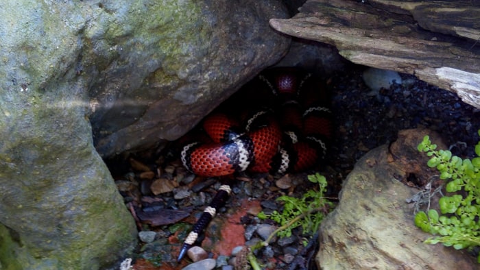 Tropical milk snake.