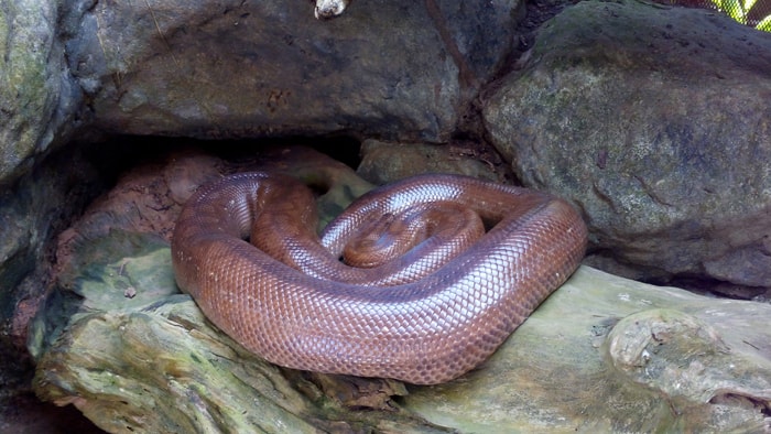 Rainbow boa.