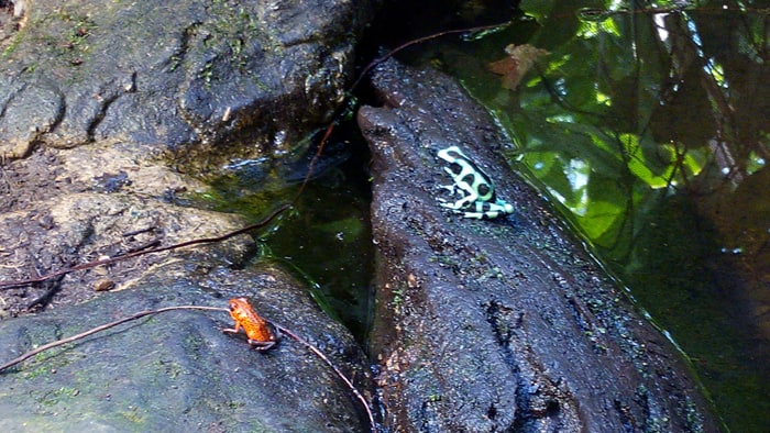 Strawberry and green-and-black poison dart frogs.