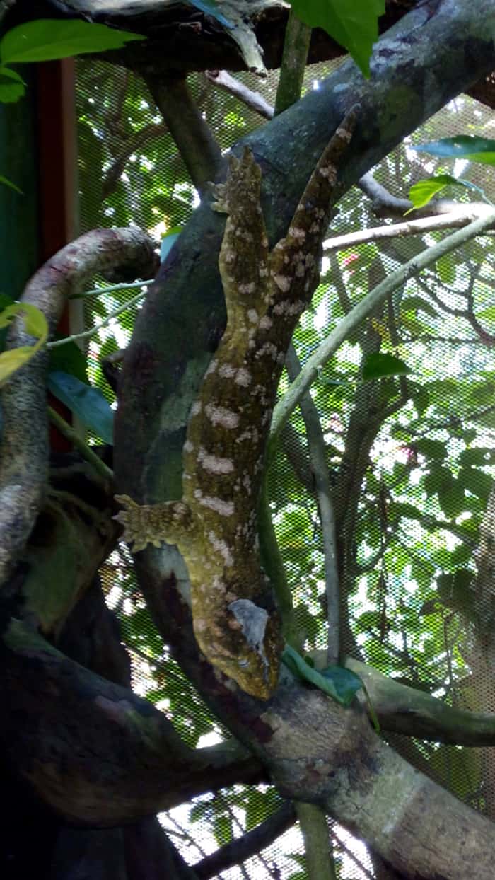Giant gecko.