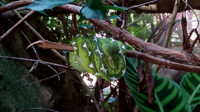 An Amazon basin tree boa sleeps with its eyes open, as all snakes do.