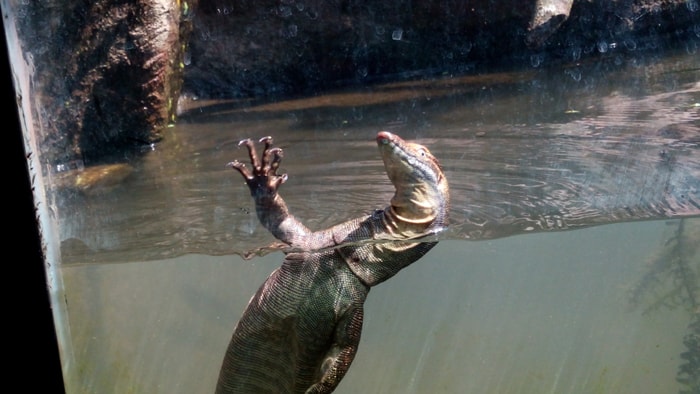 Mertens' water monitor.