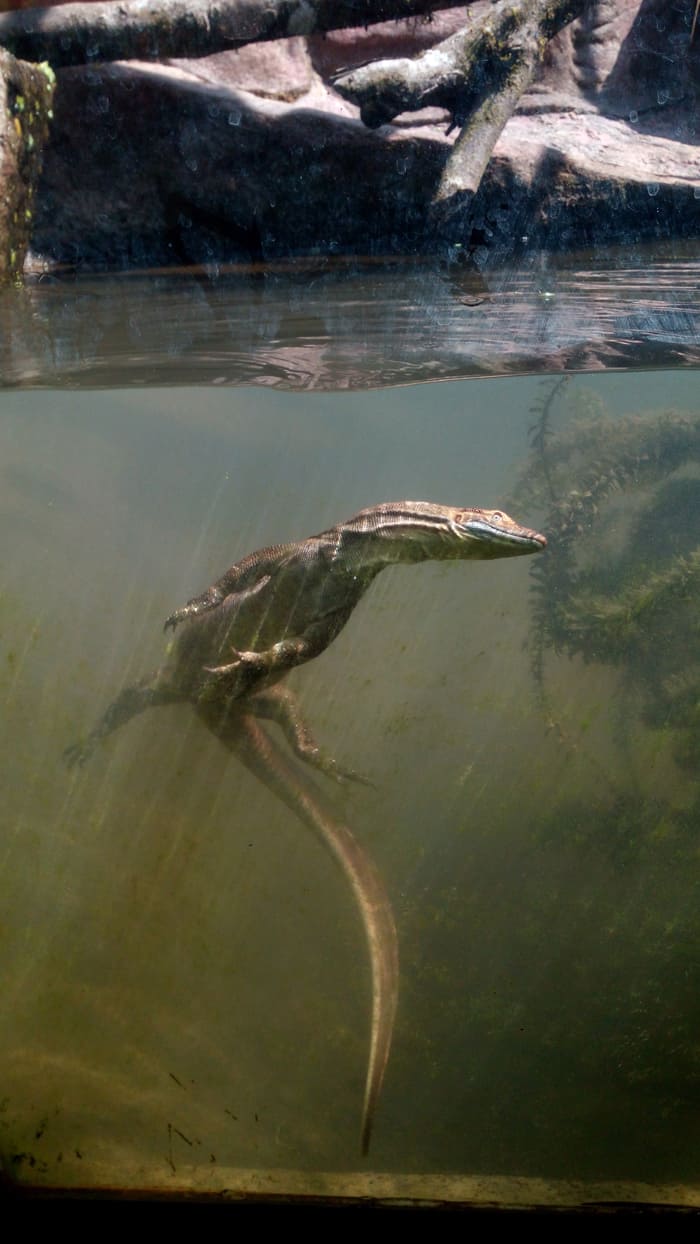 Mertens' water monitor.