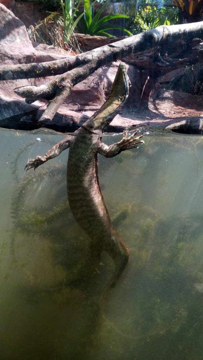Mertens' water monitor.