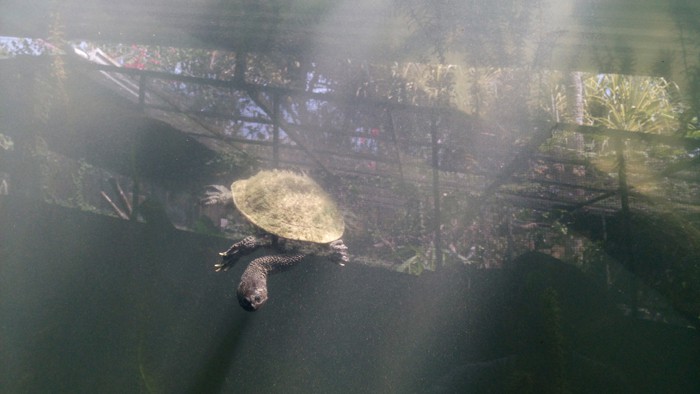 Roti Island snake-necked turtle.