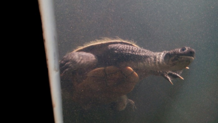 Roti Island snake-necked turtle.