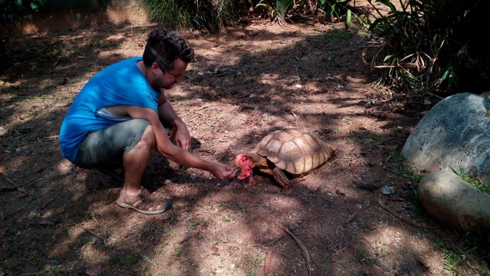 Roel de Plecker of Parque Reptilandia feeds hibiscus flowers to an African tortoise.