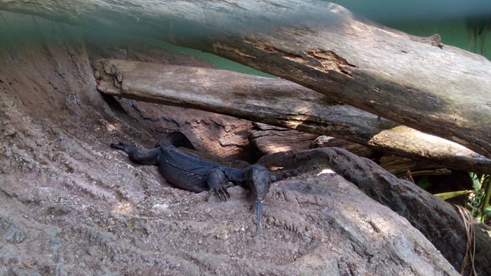 Black water monitor.
