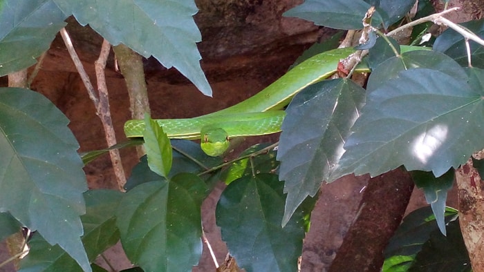 Green vine snake.