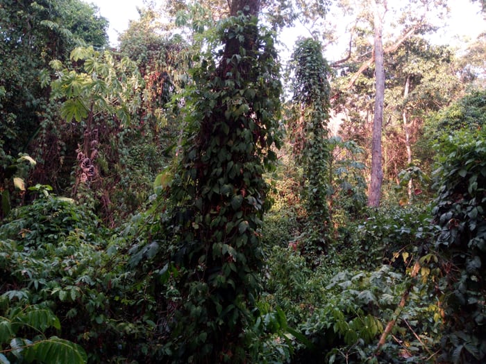 View of the forest from the EcoTram.