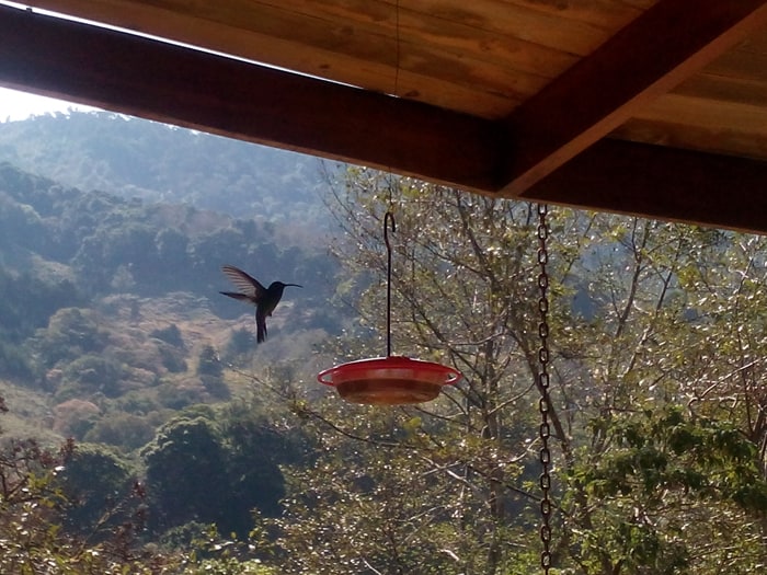 A hummingbird at El Toucanet joins guests for breakfast.